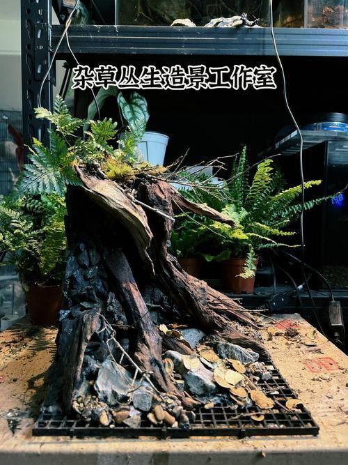 養雷龍魚魚缸怎么布置好看