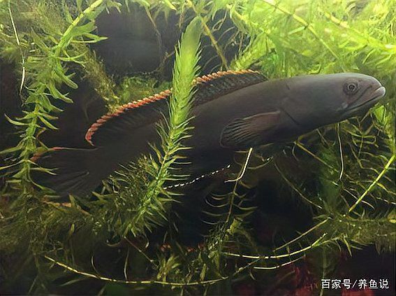 養雷龍魚魚缸怎么布置好看