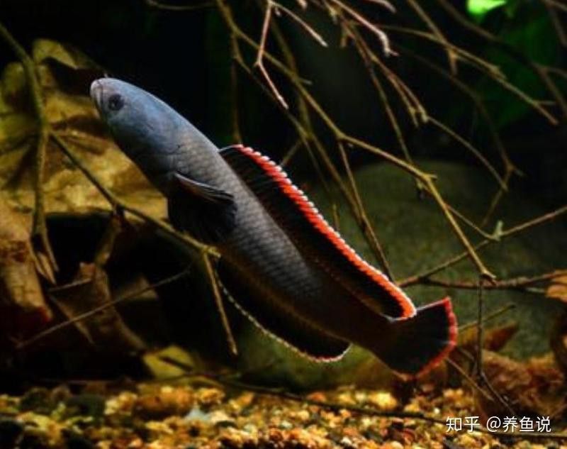 養雷龍魚魚缸怎么布置好看