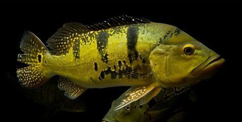 龍魚身上黑點(diǎn)（龍魚身上出現(xiàn)黑點(diǎn)可能由多種因素造成）