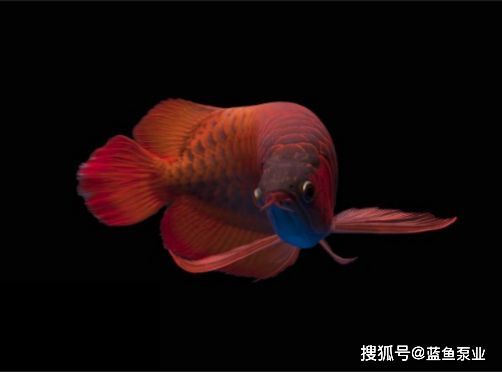 紅龍魚壽命是多長時間（紅龍魚的壽命受到多種因素影響）
