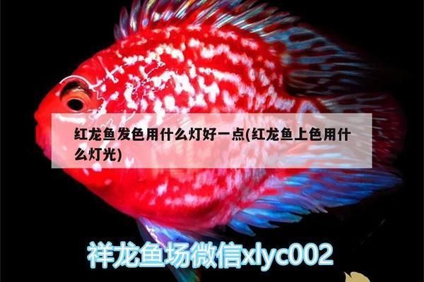 紅龍魚上色燈光使用方法（如何選擇適合紅龍魚的燈具）