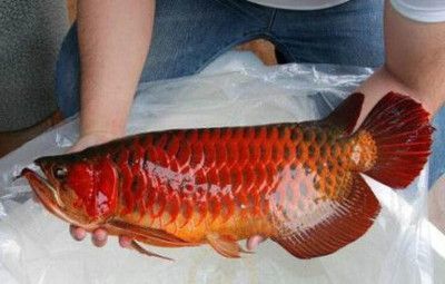 紅龍魚(yú)最貴的魚(yú)排名第一（紅龍魚(yú)中最貴的品種排名）