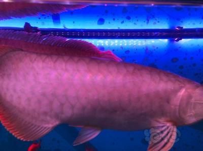 龍魚(yú)身上一層膜怎么回事（龍魚(yú)身上出現(xiàn)一層白膜可能是白點(diǎn)病，可能是水質(zhì)問(wèn)題）