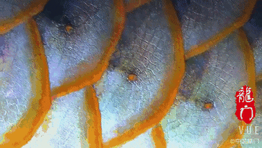 有沒有高清的紅龍魚動態(tài)圖片？