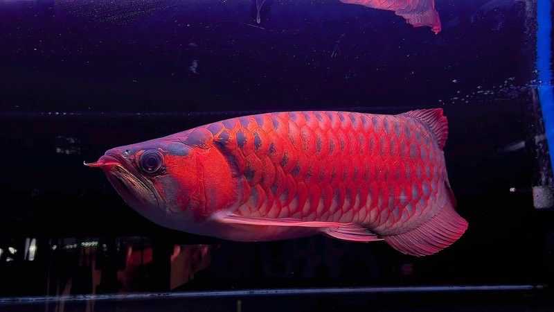 有沒有高清的紅龍魚動態(tài)圖片？