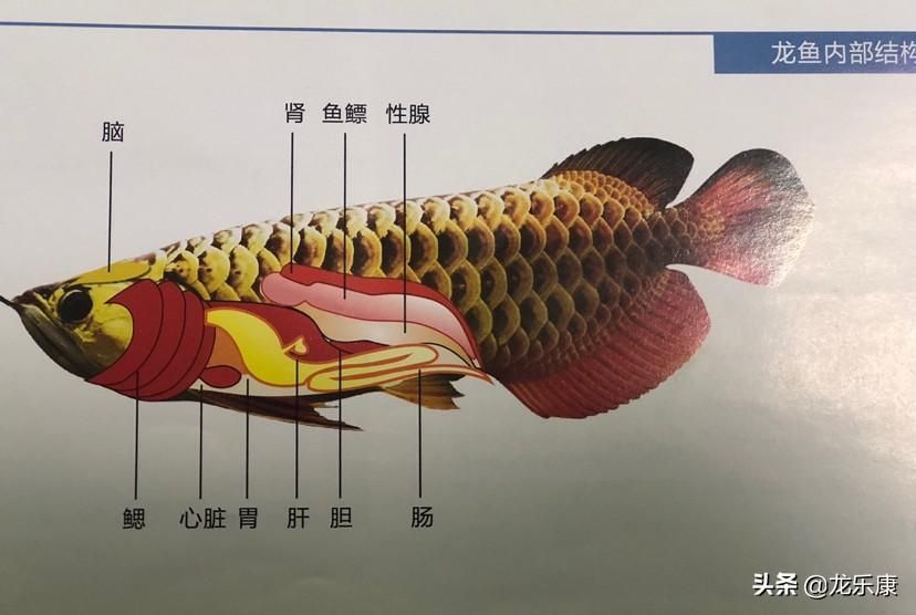如何使龍魚胸鰭變大：如何使龍魚的胸鰭變大