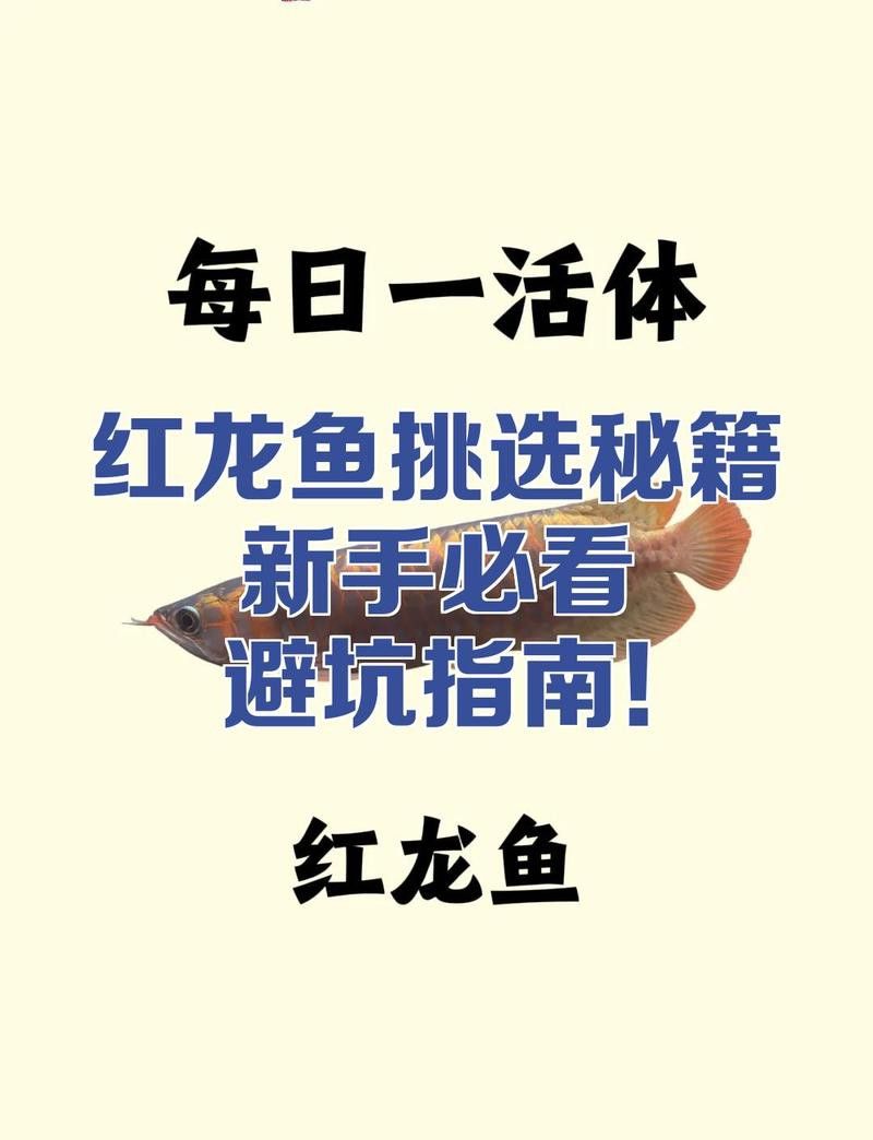 如何判斷泗水紅龍魚的血統純正？