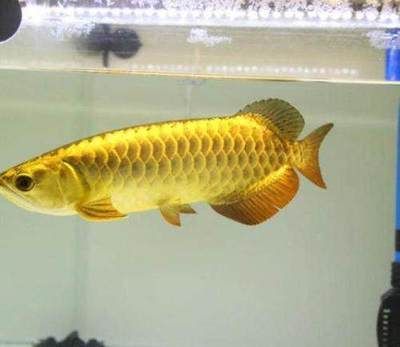 能參加比賽金龍魚一條多少錢（一條魚體65公分的賽級金龍魚價值10萬元）