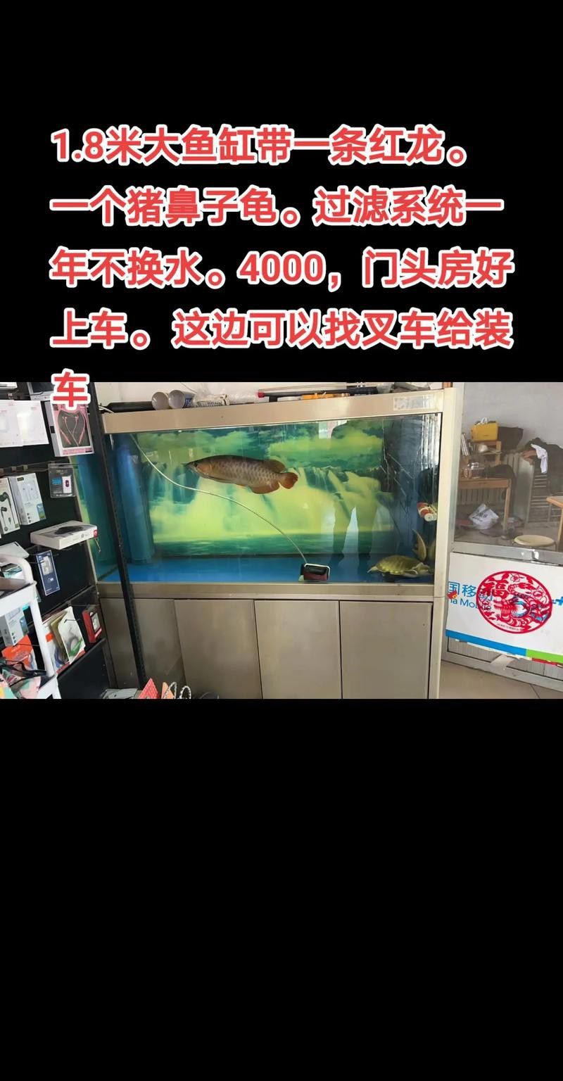 紅龍魚好養嗎,要求高嗎圖片