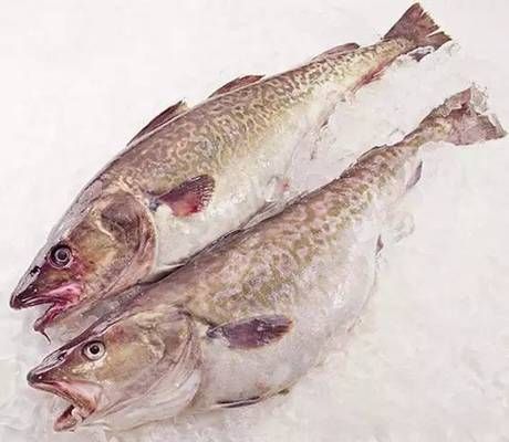 雪龍魚與鱈魚的區(qū)別：雪龍魚與鱈魚的區(qū)別,鱈魚的捕撈季節(jié)