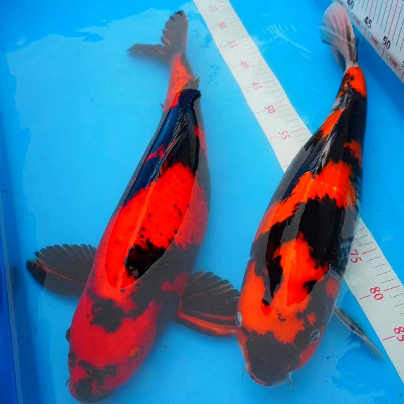 上海進口觀賞魚品種介紹：上海進口觀賞魚養(yǎng)殖技術要點