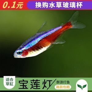 上海進口觀賞魚品種介紹：上海進口觀賞魚養(yǎng)殖技術要點