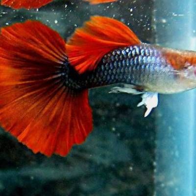 上海進口觀賞魚品種介紹：上海進口觀賞魚養(yǎng)殖技術要點