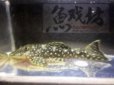 上海進口觀賞魚品種介紹：上海進口觀賞魚養(yǎng)殖技術要點