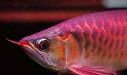 防止龍魚掉眼放什么顏色的乒乓球（如何防止龍魚掉眼） 防止龍魚掉眼放什么顏色的乒乓球（如何防止龍魚掉眼） 龍魚百科 第3張