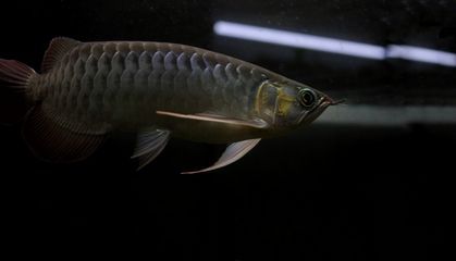 龍魚(yú)洗底什么意思（龍魚(yú)洗底的最佳光照條件是什么水質(zhì)管理對(duì)龍魚(yú)洗底有何影響）