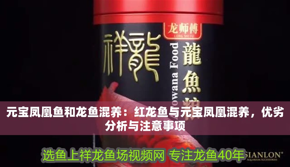 元寶鳳凰魚和龍魚混養(yǎng)：紅龍魚與元寶鳳凰混養(yǎng)，優(yōu)劣分析與注意事項