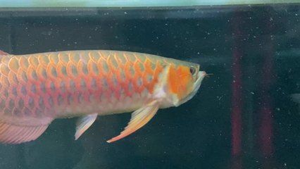金龍和紅龍魚的價格區別在哪（金龍魚和紅龍魚有什么區別）
