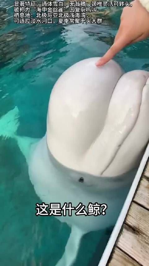 鯨魚種類大全及介紹