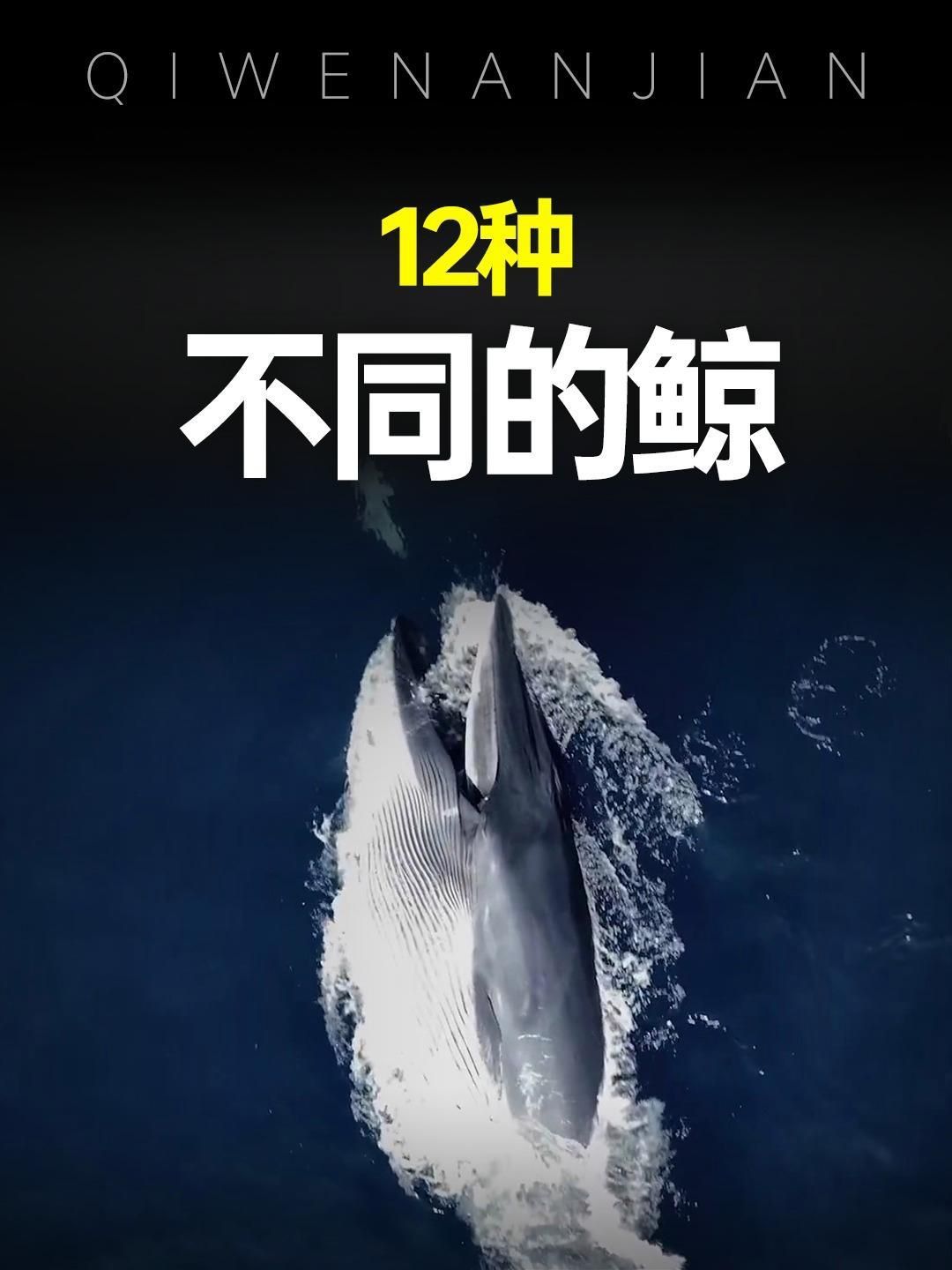 鯨魚種類大全及介紹