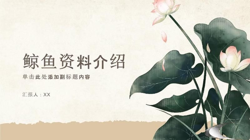 鯨魚種類大全及介紹