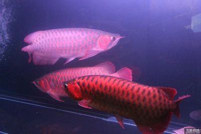 如何挑選紅龍魚的品種呢，挑選紅龍魚的技巧