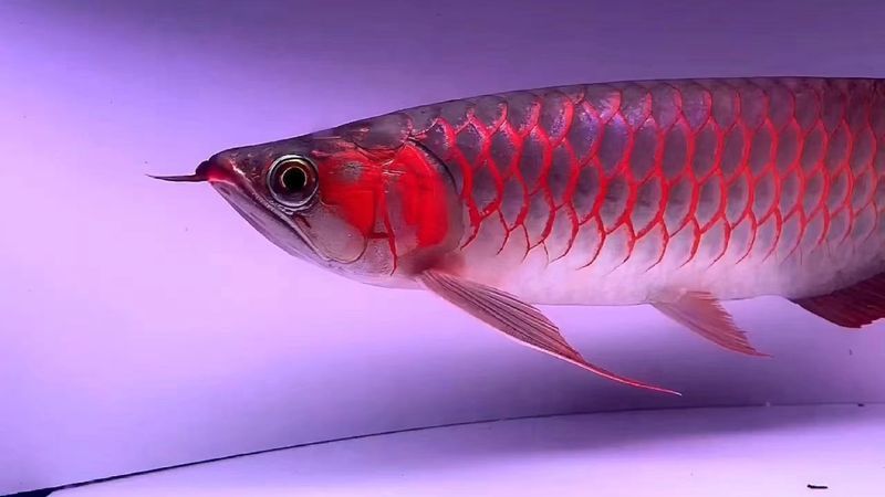 印尼紅龍魚多大發色最好呢視頻
