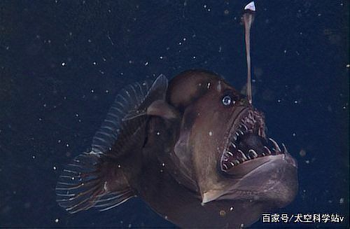 野生海龍魚的圖片欣賞