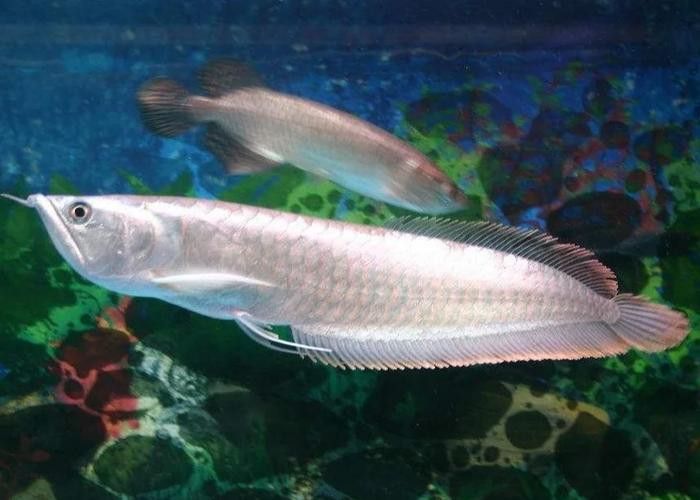 野生海龍魚的圖片欣賞