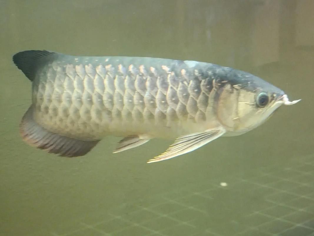 野生海龍魚的圖片欣賞