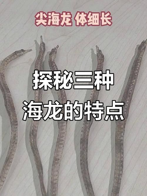野生海龍魚的圖片欣賞