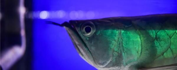 龍魚爛魚鰭：養(yǎng)殖龍魚時出現(xiàn)爛魚鰭的現(xiàn)象，龍魚爛鰭病的預防技巧