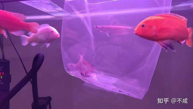 銀龍魚發(fā)色過程圖片大全大圖