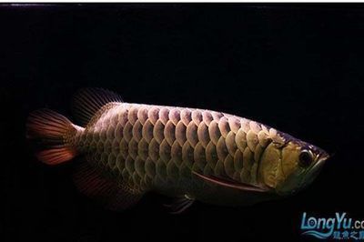 龍魚身體上粘有小氣泡：龍魚身上出現小氣泡可能是由水中溶解氧不足引起的