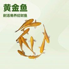 小的金龍魚(yú)多少錢一條