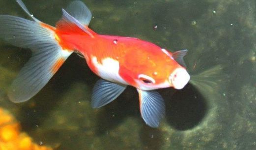 金龍魚的外形怎么描寫：金龍魚的外形描寫可以這樣寫