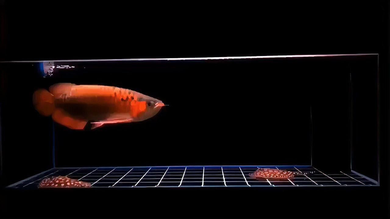 紅金龍魚多少錢一克