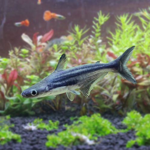 藍(lán)鯊魚可以和龍魚混養(yǎng)嗎圖片