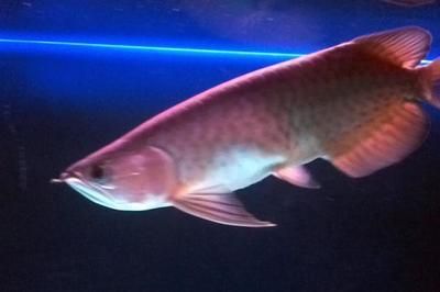 龍魚輕微沉頭游動正常嗎：龍魚輕微沉頭游動正常嗎龍魚輕微沉頭游動正常嗎