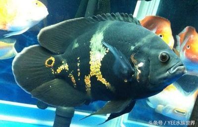 龍魚喂大白片，金龍魚喂食大白片的方法