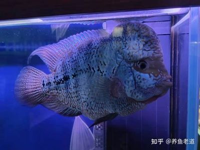 龍魚喂大白片，金龍魚喂食大白片的方法