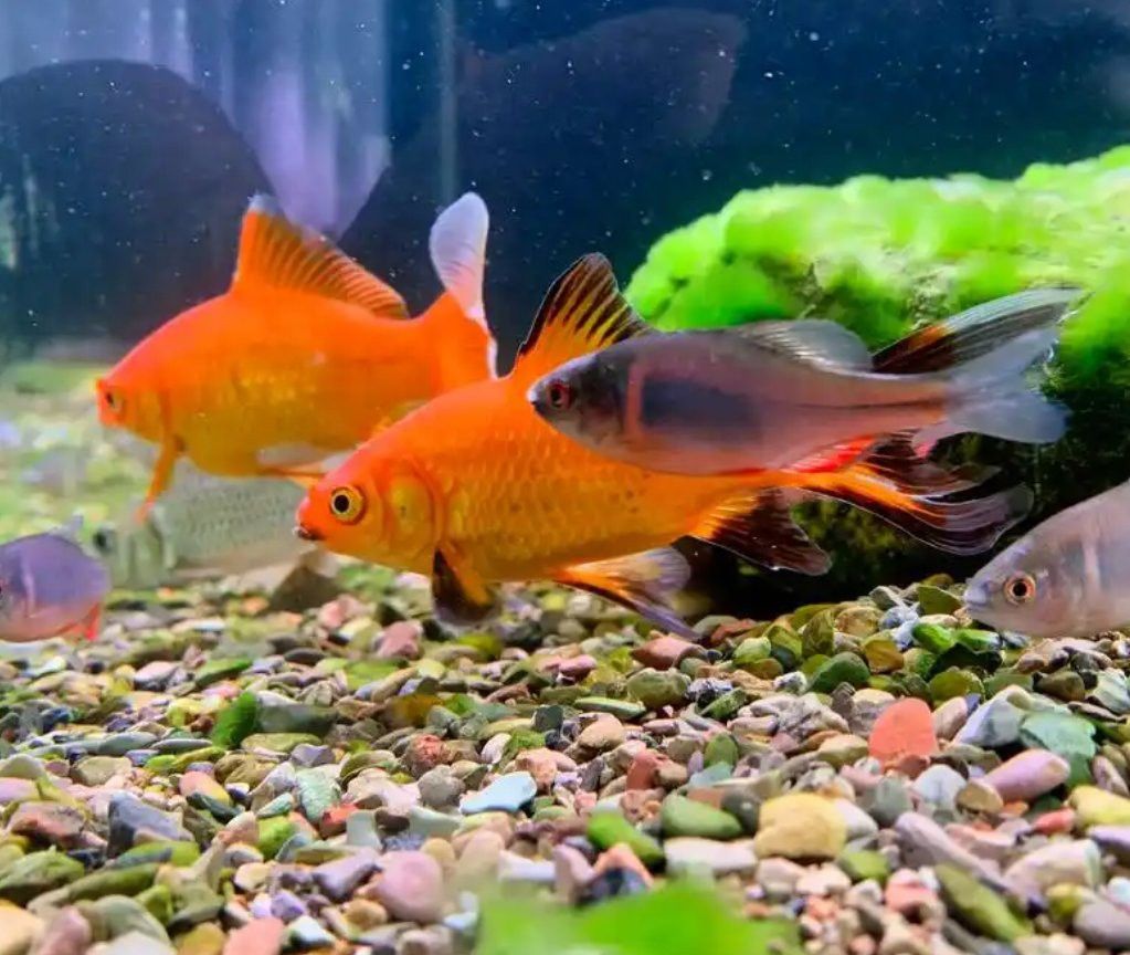 剛買的龍魚為什么要過幾天才能喂食