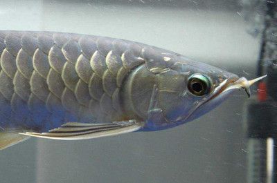 新龍魚到家幾天能適應環境：新龍魚到家幾天適應環境
