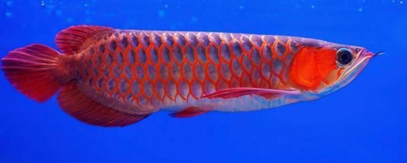 龍魚缸水循環要求多少度：龍魚缸水循環的具體溫度要求