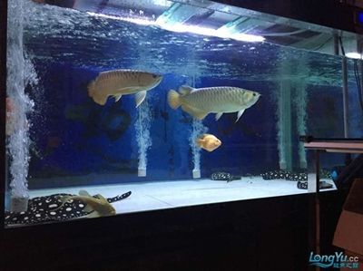 怎么阻止龍魚打架：如何防止龍魚打架