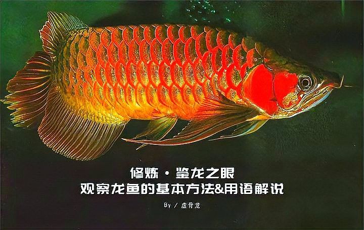如何判斷紅金龍魚是否純血？
