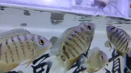 蝴蝶鯉魚苗批發：蝴蝶鯉魚苗批發與貨源基地的選擇