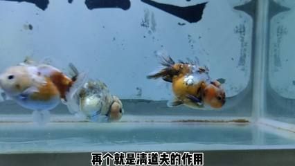 蝴蝶鯉魚苗批發：蝴蝶鯉魚苗批發與貨源基地的選擇