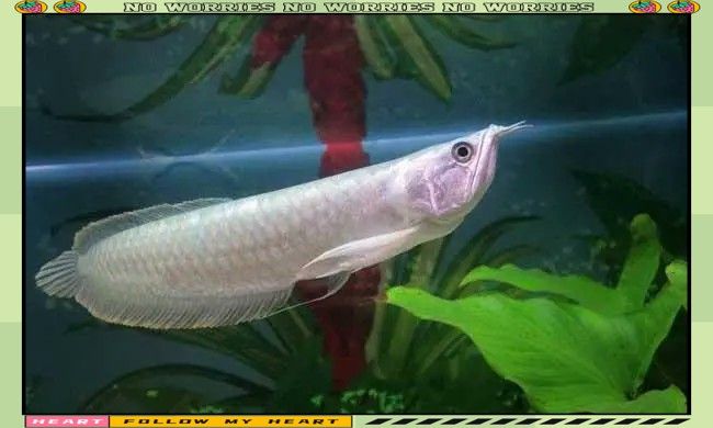 50cm銀龍魚價格多少錢一條